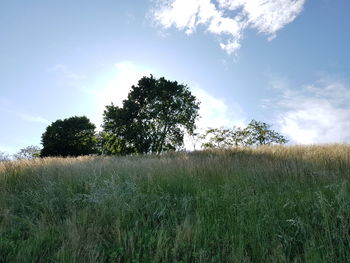 Scenic view of grassy field against cloudy sky