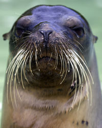 Closeup head on portrait of galapagos fur seal head out of water in the galapagos islands, ecuador.