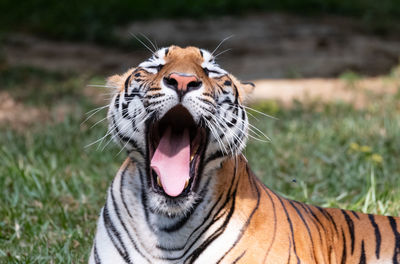 Close-up of a cat