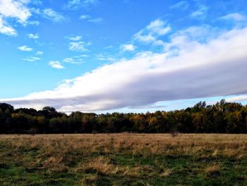 Trees on field against sky