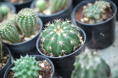 High angle view of cactus plants