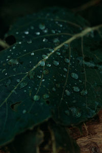 leaf