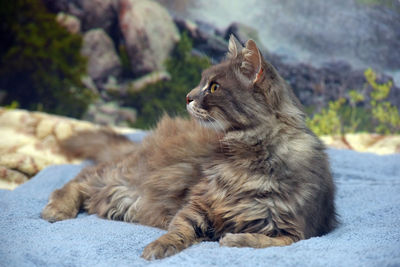 View of a cat looking away