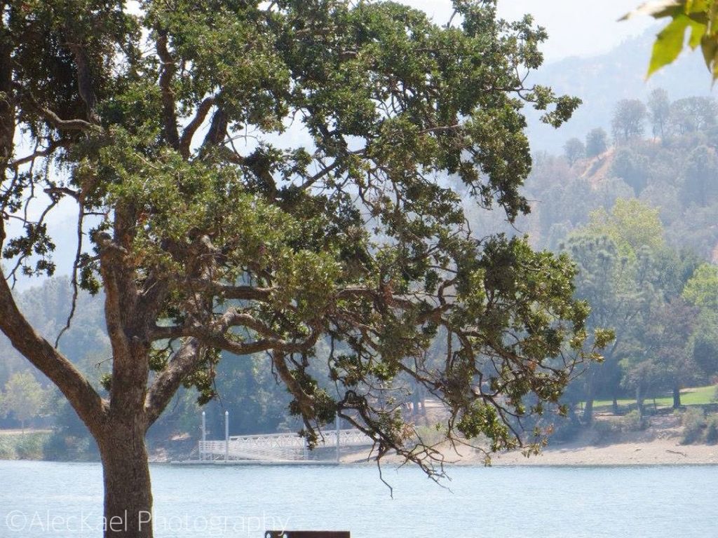 tree, water, tranquility, tranquil scene, branch, nature, beauty in nature, scenics, growth, tree trunk, sky, sea, waterfront, lake, idyllic, day, river, outdoors, no people, sunlight