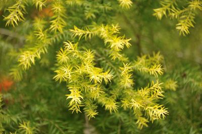 Close-up of pine tree