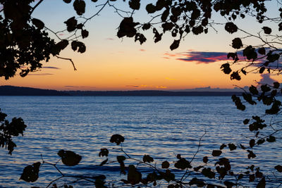 Silhouette birds in sea against sky during sunset