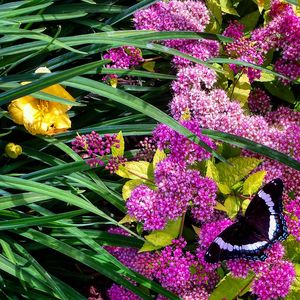 Close-up of pink flowers