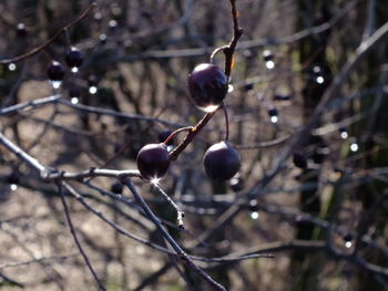 Close-up of branches against blurred background