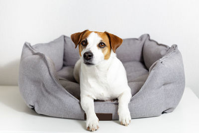 Portrait of cute dog jack russell terrier lying in pet bed and looking at camera