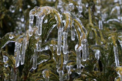 Close-up of frozen water drops on plant