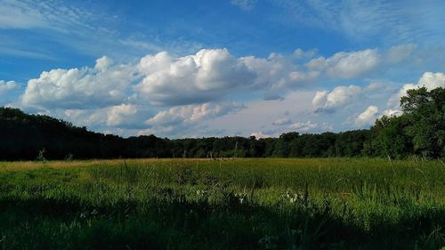 Scenic view of field against sky