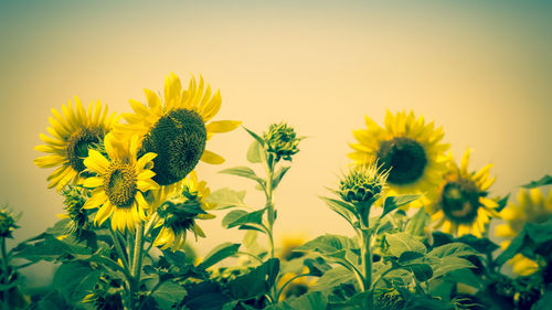 Close-up of sunflower on field against sky