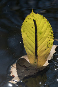 Close-up of yellow leaf floating on water