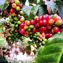 Close-up of red fruits