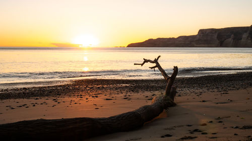 Colorful sunrise on the beach with tree trunk in foreground.cape kidnappers,hawkes bay,north island