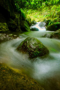 Stream flowing through forest