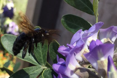 Close-up of bee pollinating on purple flower