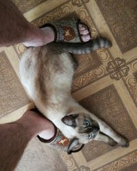 High angle view of cat lying on floor at home