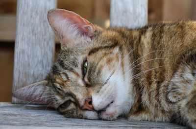 Close-up of cat sleeping at home