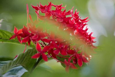 Low angle view of red flowers blooming outdoors