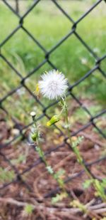 Close-up of dandelion flower on field