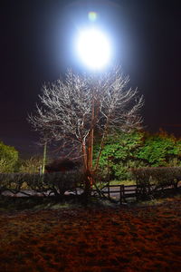 Illuminated trees on field against sky at night