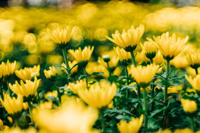 Close-up of yellow flowering plants on field