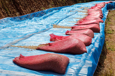 Sack red of coffee beans drying on the plantation, community industries about cultivation