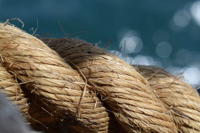 Close-up of feather on rope