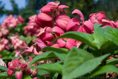 Close-up of pink flowering plant