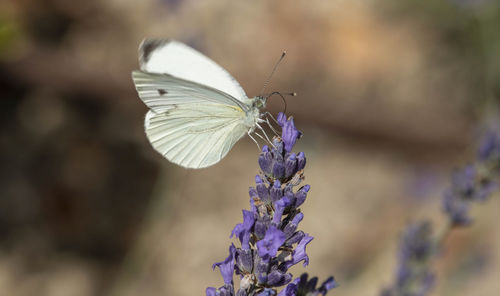 Close-up of butterfly on purple flower