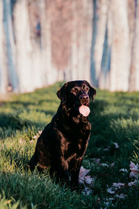 Dog sitting in field