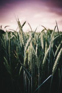 Close-up of stalks growing in field against sky during sunset