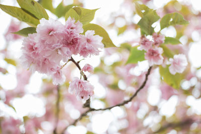 Close-up of pink cherry blossom