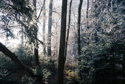 Low angle view of trees against sky