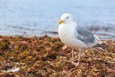 Close-up of seagull