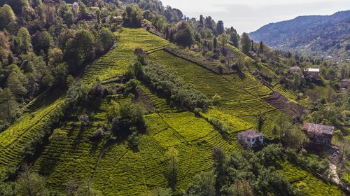 Scenic view of agricultural land