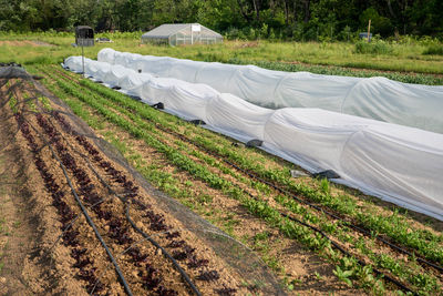 High angle view of agricultural field vegetable garden 