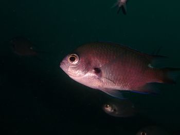 Close-up of fish swimming in sea