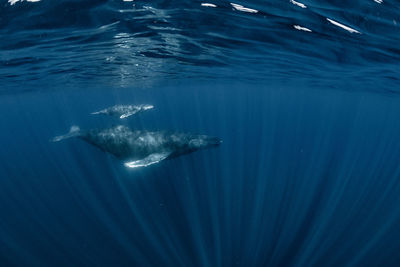 Humpback whale family, wide angle