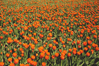 Close-up of orange flowers in field