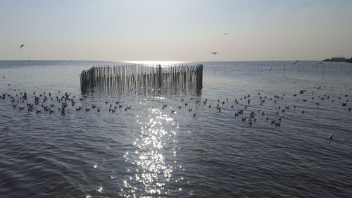 View of birds in sea against sky