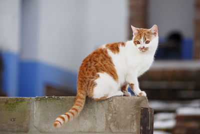 Close-up of cat sitting outdoors