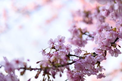 Close-up of cherry blossom