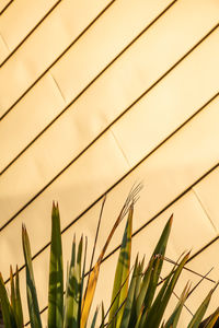 Low angle view of stalks against modern building 