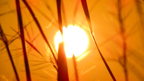 Close-up of orange sun