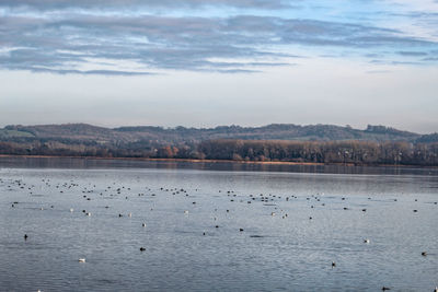 Birds in lake against sky