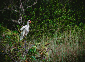 Bird perching on a tree