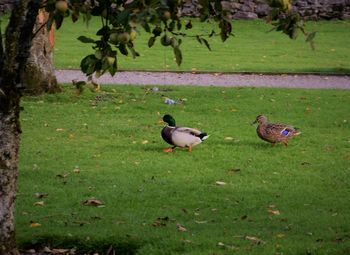 Birds on a land