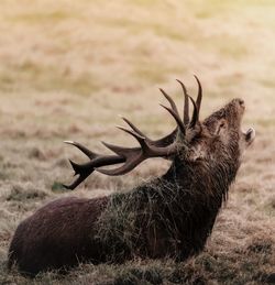 Red deer stag lying in grass bellowing